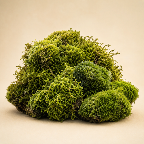 MOSS