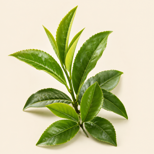 GREEN TEA